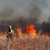 fuego incendio forestal fuego incendio forestal