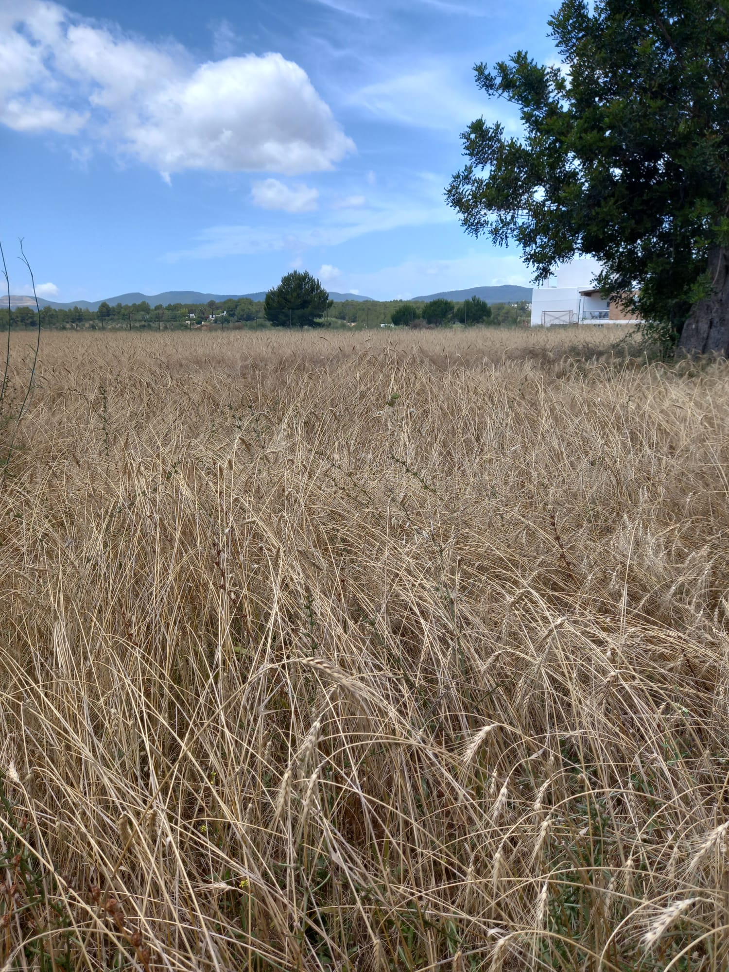 Incrementa en un 140% la siembra de trigo ‘xeixa’ con 48 hectáreas cultivadas en Ibiza Incrementa en un 140% la siembra de trigo ‘xeixa’ con 48 hectáreas cultivadas en Ibiza