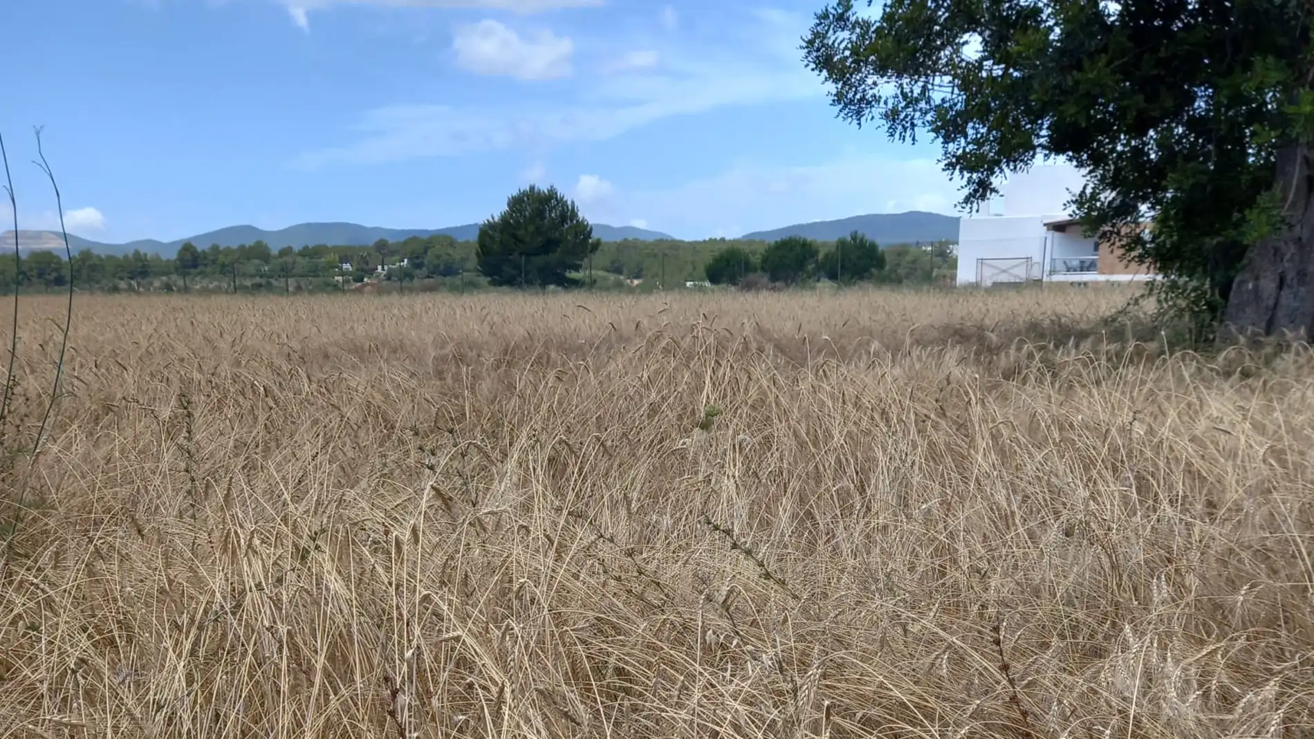 Incrementa en un 140% la siembra de trigo ‘xeixa’ con 48 hectáreas cultivadas en Ibiza