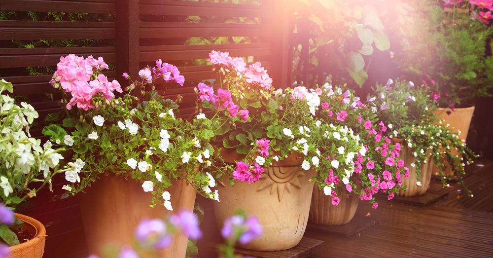 Cuida tus plantas en verano con los mejores consejos del Centro Comercial Cámara Cuida tus plantas en verano con los mejores consejos del Centro Comercial Cámara