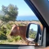 Una vaca retinta indica cómo llegar a la playa de Bolonia