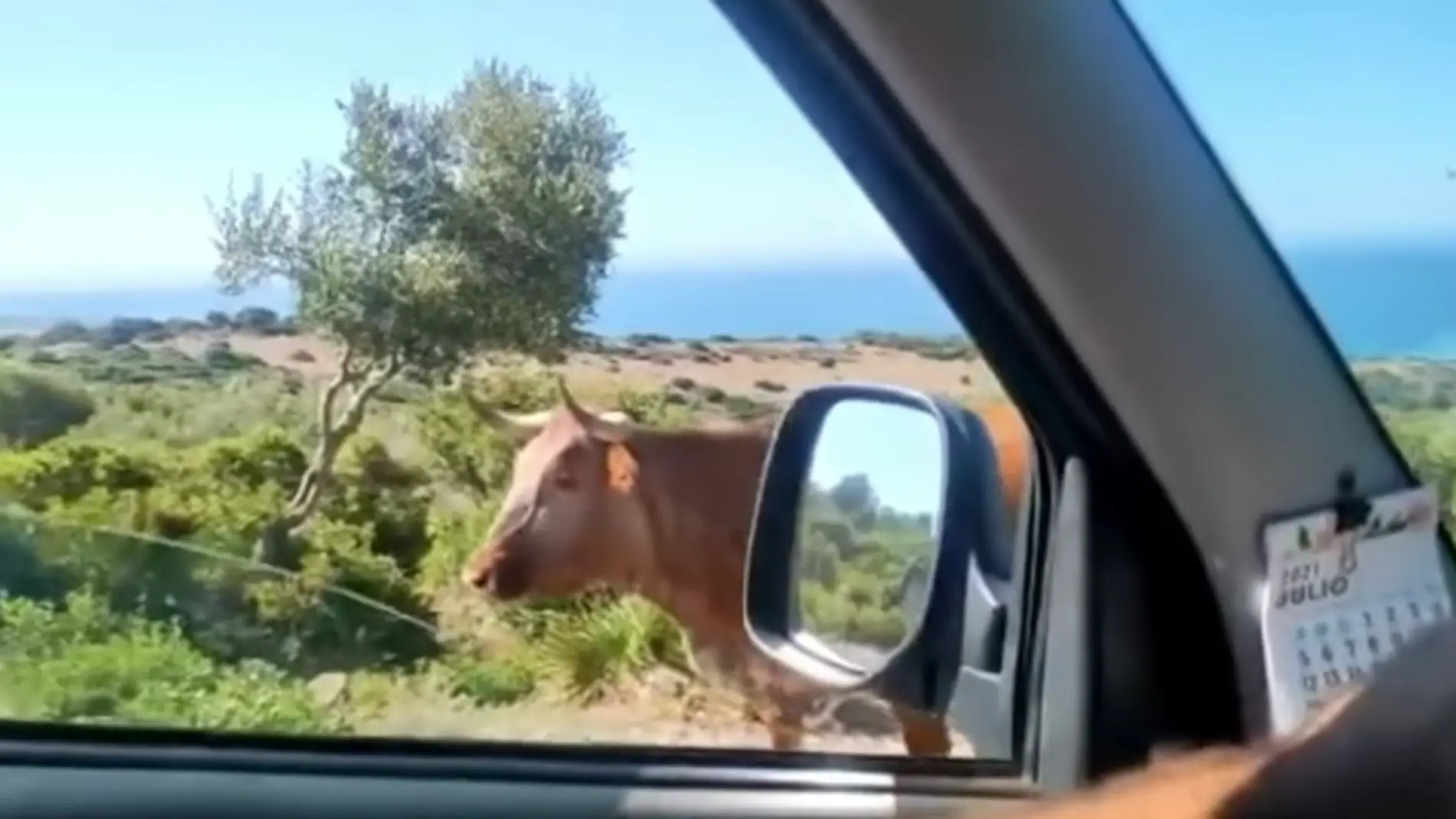 Una vaca retinta indica cómo llegar a la playa de Bolonia