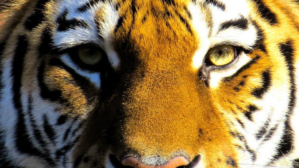 Durante la Cumbre del Tigre que tuvo lugar en Rusia en el año 2010, Año del Tigre según la cultura china esta iniciativa surgió del hasta entonces Primer Ministro de Rusia, hoy en día Presidente del país Vladimir Putin Durante la Cumbre del Tigre que tuvo lugar en Rusia en el año 2010, Año del Tigre según la cultura china esta iniciativa surgió del hasta entonces Primer Ministro de Rusia, hoy en día Presidente del país Vladimir Putin