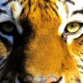 Durante la Cumbre del Tigre que tuvo lugar en Rusia en el año 2010, Año del Tigre según la cultura china esta iniciativa surgió del hasta entonces Primer Ministro de Rusia, hoy en día Presidente del país Vladimir Putin 