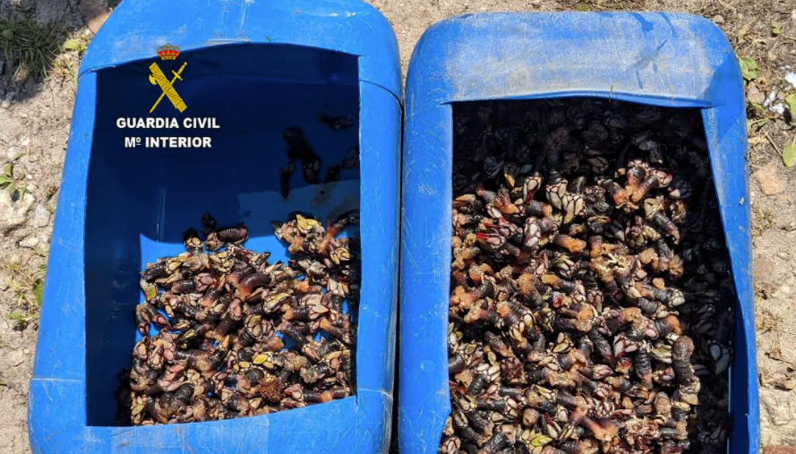 La Guardia Civil intercepta más de 17 kilogramos de percebe ilegal en Pimiango La Guardia Civil intercepta más de 17 kilogramos de percebe ilegal en Pimiango