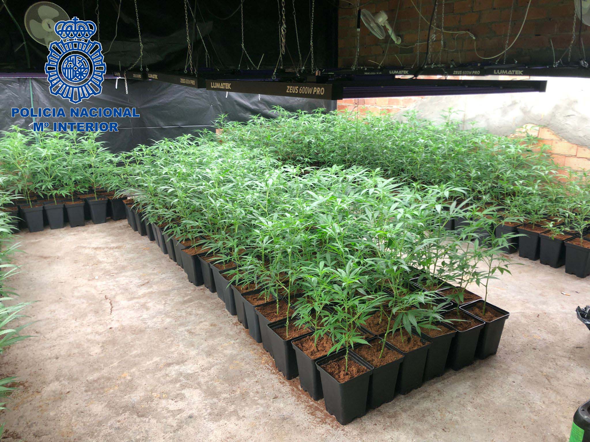 Detenida una mujer como presunta responsable de una plantación "indoor" de Marihuana Detenida una mujer como presunta responsable de una plantación "indoor" de Marihuana