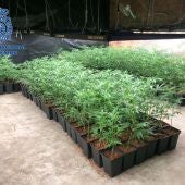 Plantación de marihuana intervenida