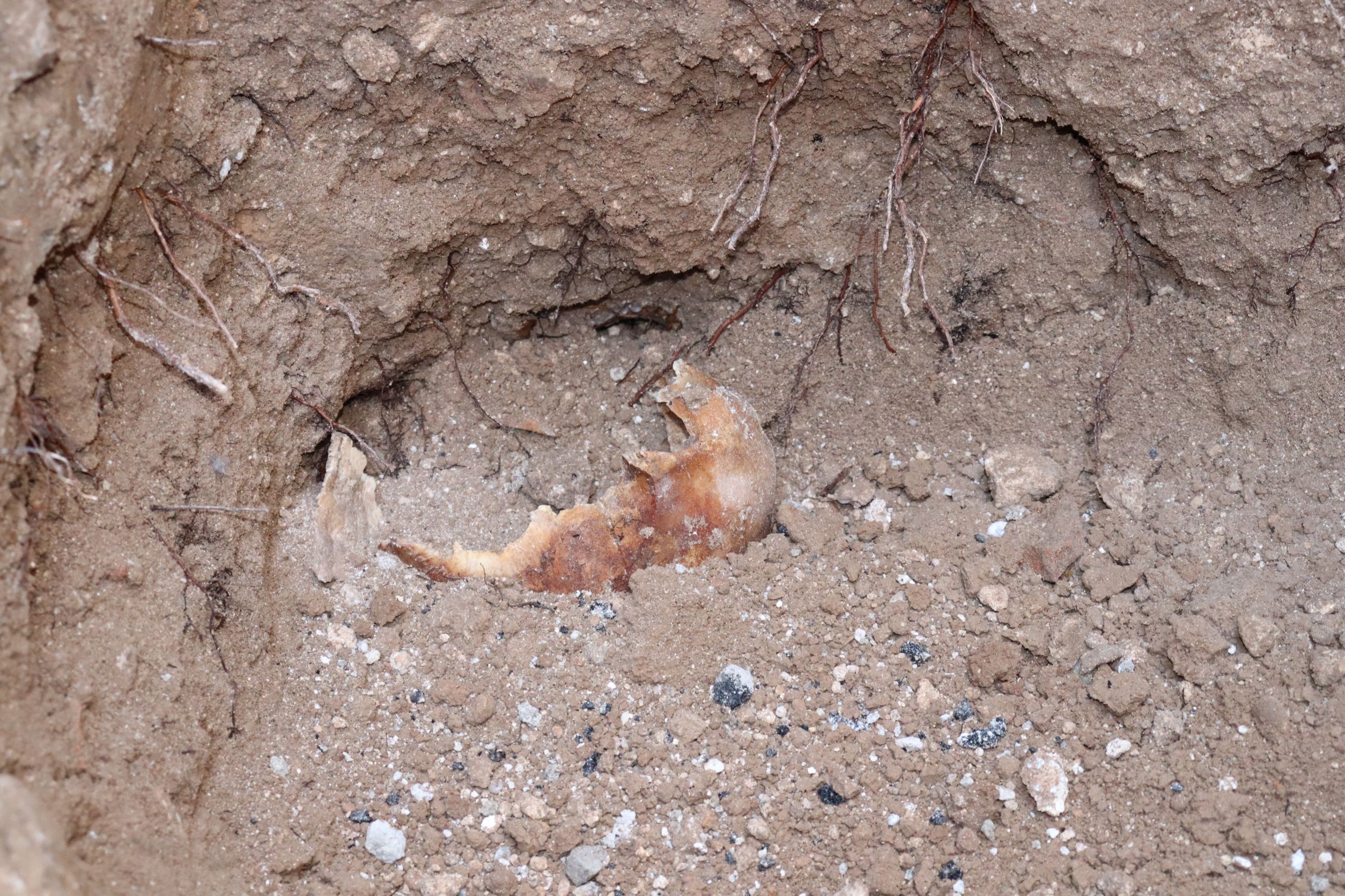 Se sigue investigando el hallazgo de restos óseos en las obras de la Plaza del Altozano Se sigue investigando el hallazgo de restos óseos en las obras de la Plaza del Altozano