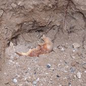 Se sigue investigando el hallazgo de restos óseos en las obras de la Plaza del Altozano, a la altura del Tribunal Superior de Justicia de C-LM