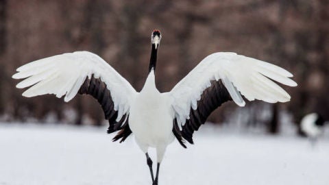 Aves