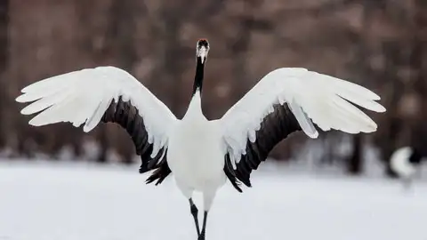 Grulla Japonesa Aves
