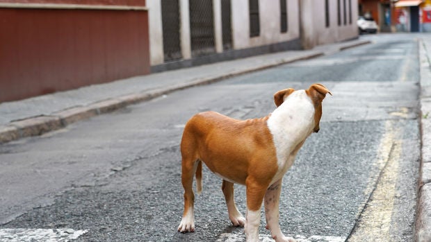Un perro abandonado en una calle céntrica de Sevilla