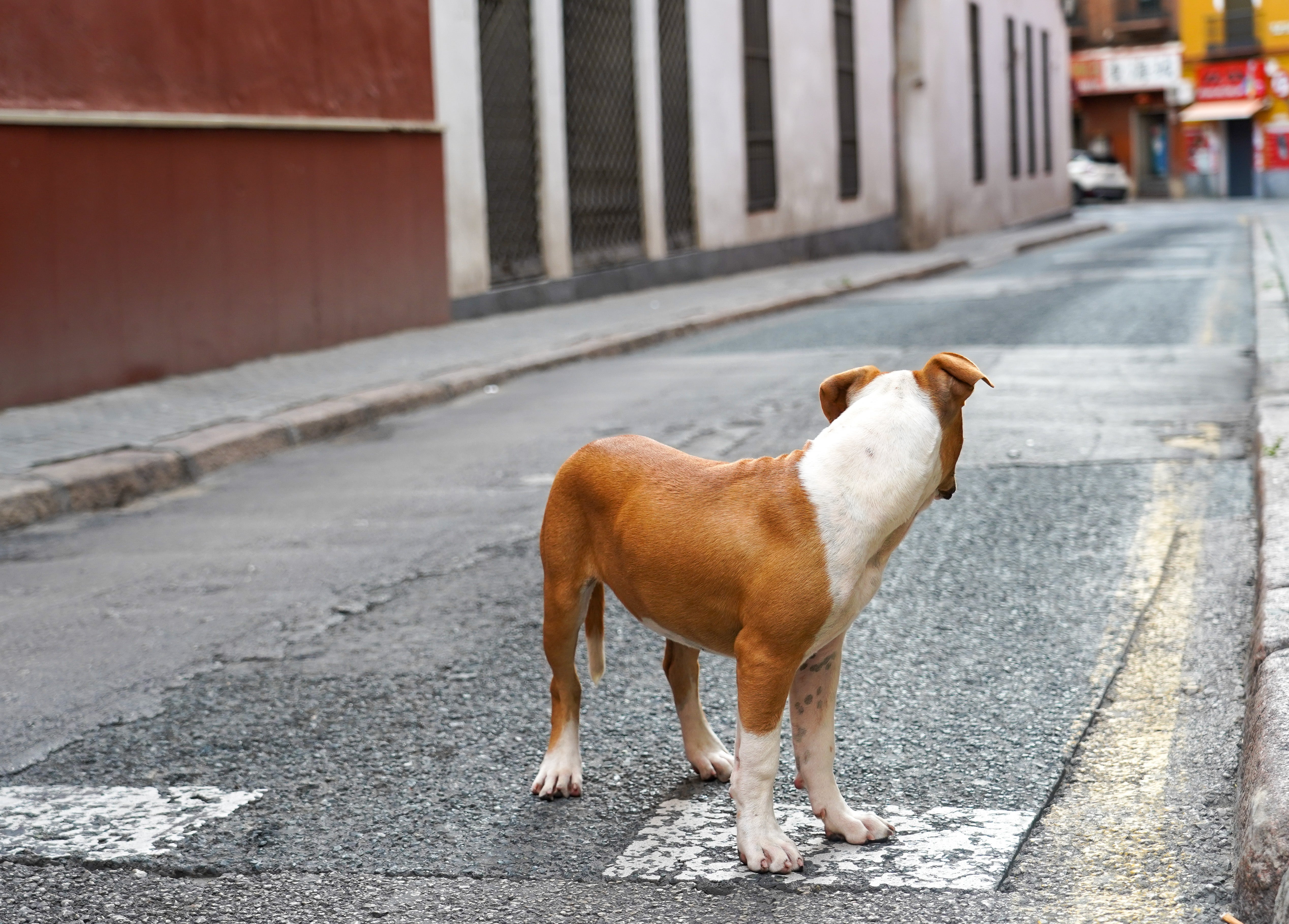 Así abandonaron dos mujeres a un perro dejándolo atado a una verja frente a una protectora de animales Así abandonaron dos mujeres a un perro dejándolo atado a una verja frente a una protectora de animales