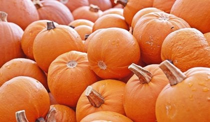 La tradición aragonesa de la huerta, también en el lenguaje La tradición aragonesa de la huerta, también en el lenguaje