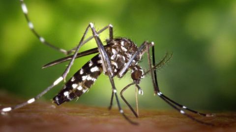 Salud recomienda evitar ac&uacute;mulos de agua para impedir focos de cr&iacute;a del mosquito tigre