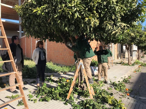 Almoradí pone en marcha su taller veraniego de empleo Amarión XVIII Almoradí pone en marcha su taller veraniego de empleo Amarión XVIII