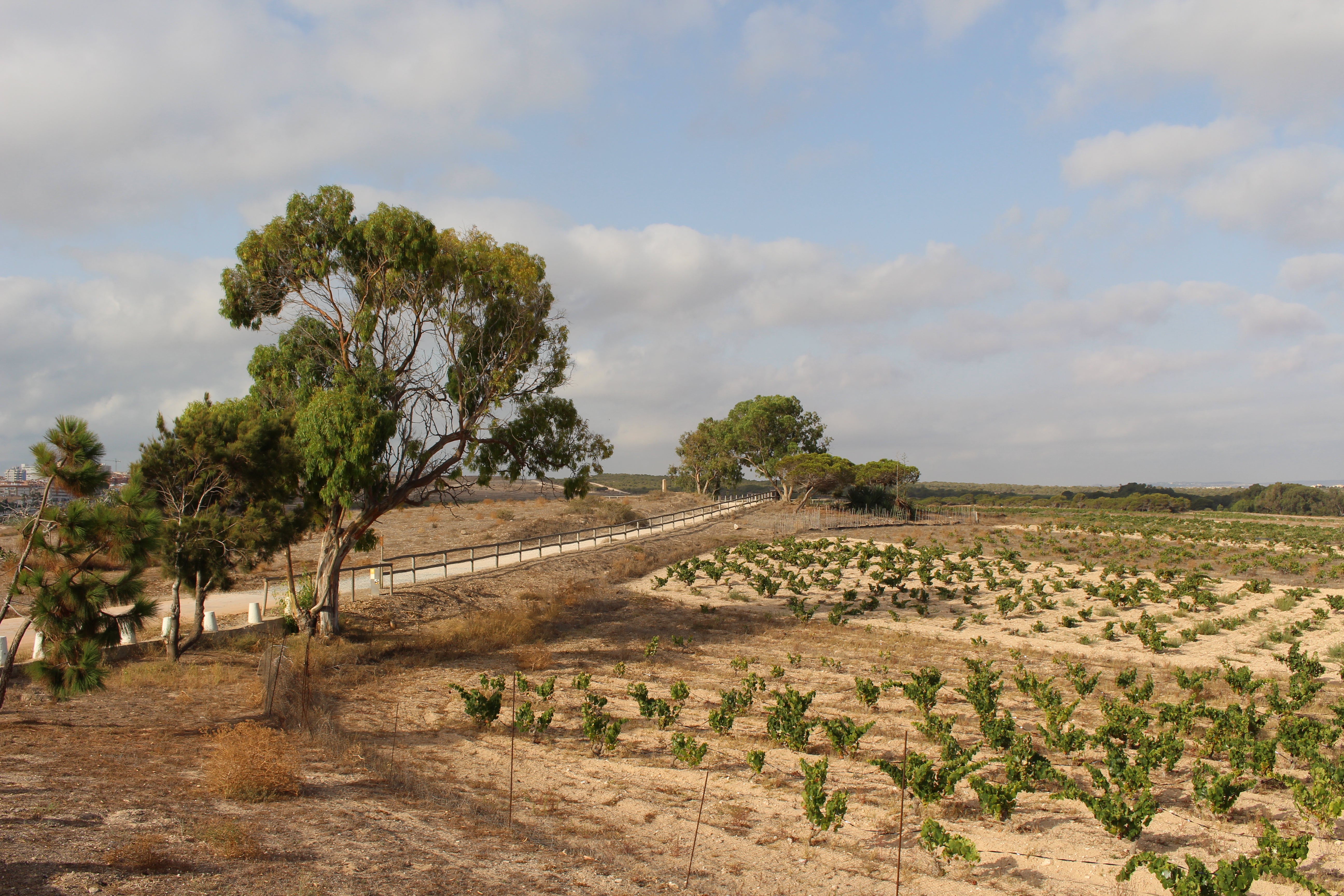 Comienza la selección de personal para formar parte del taller de empleo "Vides de La Mata" Comienza la selección de personal para formar parte del taller de empleo "Vides de La Mata"
