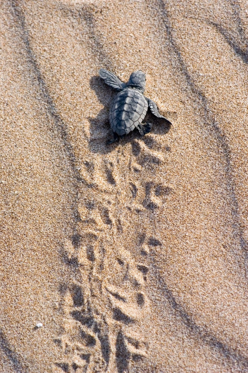 El Ayuntamiento se suma a la campaña ‘Alerta Tortuga’ en las playas de Alicante El Ayuntamiento se suma a la campaña ‘Alerta Tortuga’ en las playas de Alicante