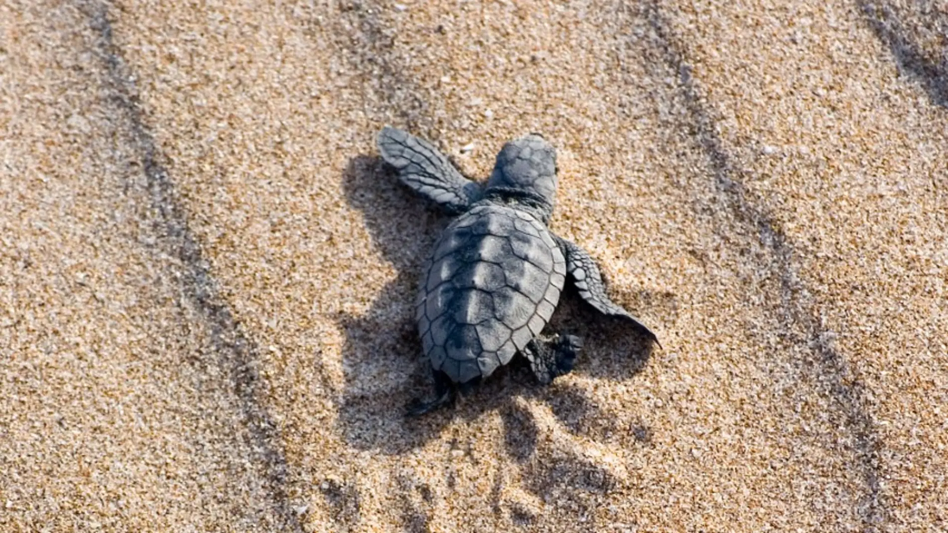 Una tortuga recién nacida