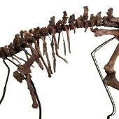 Los dinosaurios ornitópodos pudieron haber sido tan listos como sus parientes carnívoros