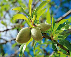 Ya puedes consultar los precios de la Lonja actualizados para los próximos días Ya puedes consultar los precios de la Lonja actualizados para los próximos días