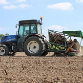 Se inicia la plantación de alcachofas con la esperanza de recuperar la superficie previa a la Dana Se inicia la plantación de alcachofas con la esperanza de recuperar la superficie previa a la Dana