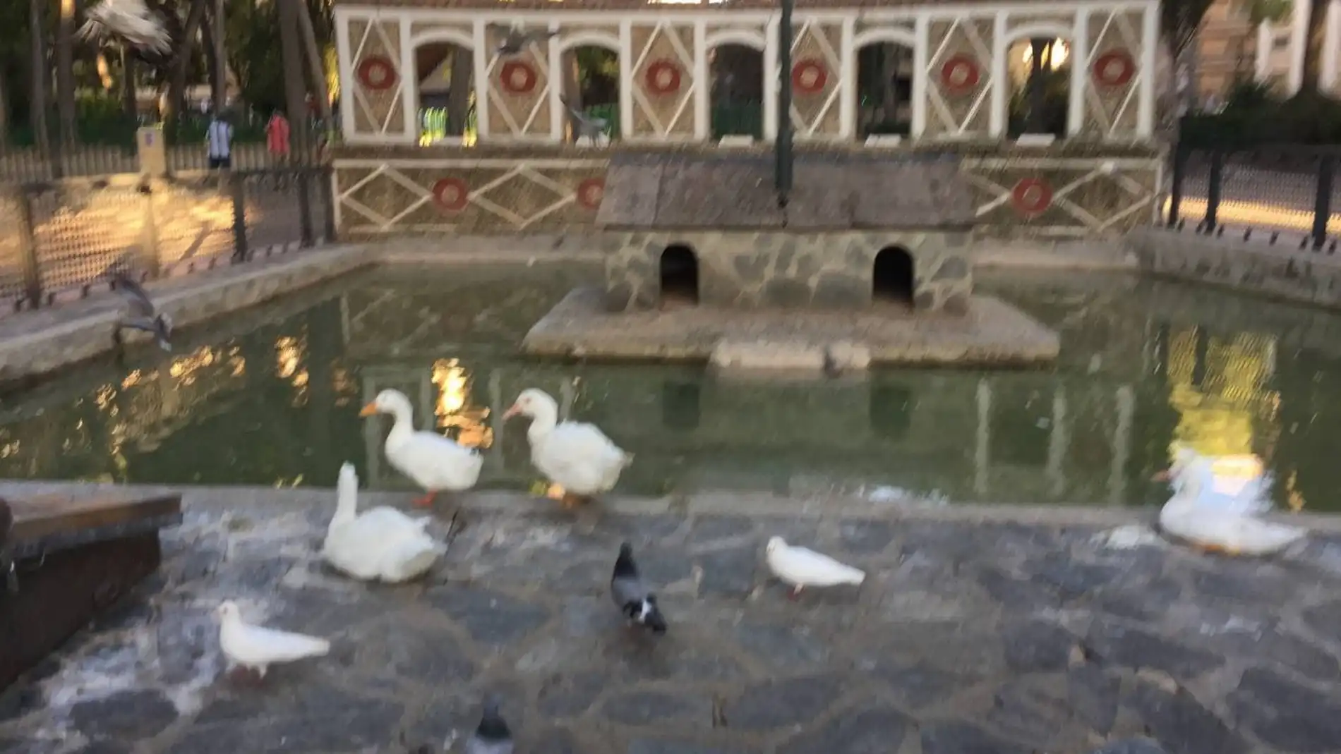 Unidas Podemos pide que los patos de dos grandes parques de la ciudad se trasladen a un santuario