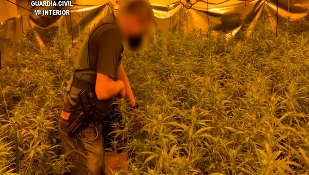 Agente de la Guardia Civil en la plantación de marihuana