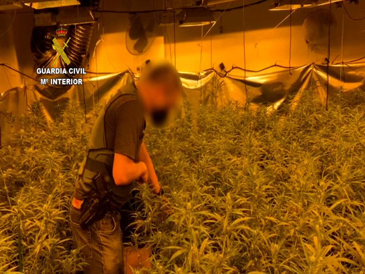 Lluita contra la marihuana Lluita contra la marihuana