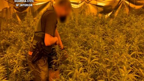 Agente de la Guardia Civil en la plantaci&oacute;n de marihuana
