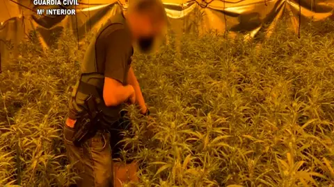 Agente de la Guardia Civil en la plantación de marihuana Agente de la Guardia Civil en la plantación de marihuana