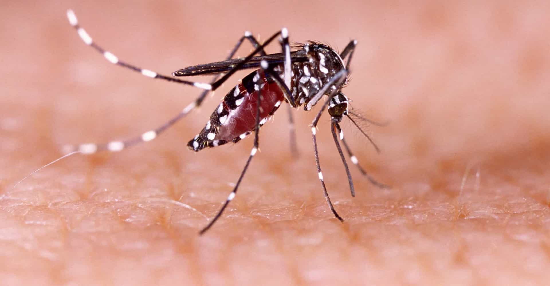 En memoria del doctor británico Sir Ronald Ross, descubriendo la trasmisión de la malaria en humanos En memoria del doctor británico Sir Ronald Ross, descubriendo la trasmisión de la malaria en humanos