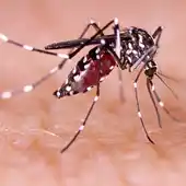 En memoria del doctor británico Sir Ronald Ross, descubriendo la trasmisión de la malaria en humanos En memoria del doctor británico Sir Ronald Ross, descubriendo la trasmisión de la malaria en humanos
