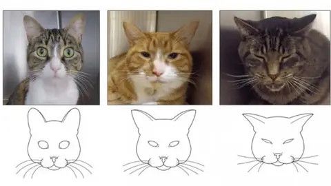 Signos de dolor en gatos Signos de dolor en gatos