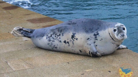 La foca Duqui