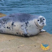 La foca Duqui