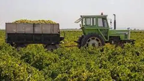 Campaña de la vendimia Campaña de la vendimia