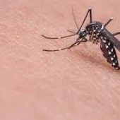 Mosquito Mosquito
