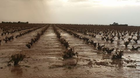 Viñedo de Campo de Criptana dañado por la tormenta de ayer Viñedo de Campo de Criptana dañado por la tormenta de ayer