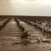 Viñedo de Campo de Criptana dañado por la tormenta de ayer Viñedo de Campo de Criptana dañado por la tormenta de ayer