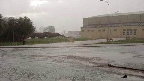 La tormenta provocó la caída del pino "Vicentillo" de Arenas de San Gregorio La tormenta provocó la caída del pino "Vicentillo" de Arenas de San Gregorio