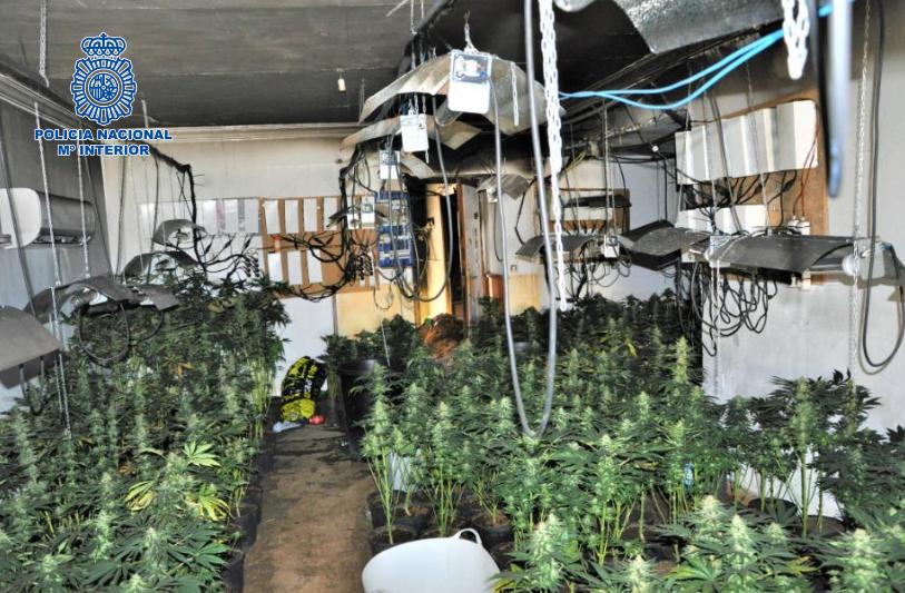 Detienen en Puertollano a un matrimonio que ocultaba un cultivo ilegal de marihuana en su segunda vivienda Detienen en Puertollano a un matrimonio que ocultaba un cultivo ilegal de marihuana en su segunda vivienda