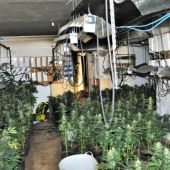Cultivo ilegal de marihuana que localizó la Policía Nacional