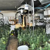 Cultivo ilegal de marihuana que localizó la Policía Nacional Cultivo ilegal de marihuana que localizó la Policía Nacional