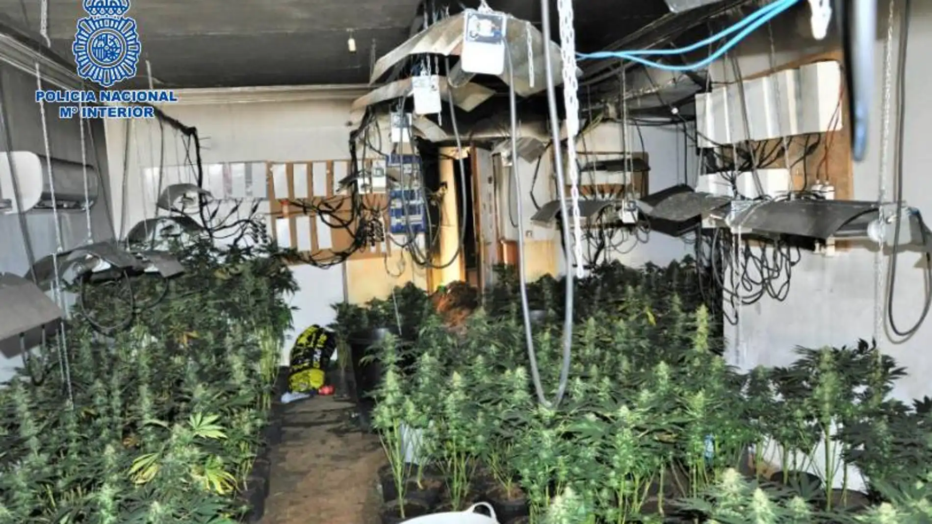 Cultivo ilegal de marihuana que localizó la Policía Nacional