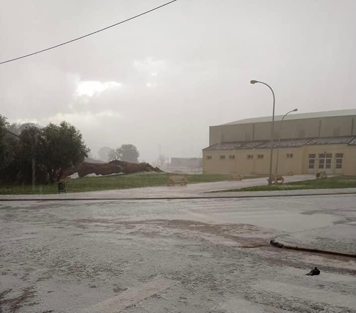 Arenales de San Gregorio ya tiene planes para llenar "el vacío" del Pino Vicentillo Arenales de San Gregorio ya tiene planes para llenar "el vacío" del Pino Vicentillo