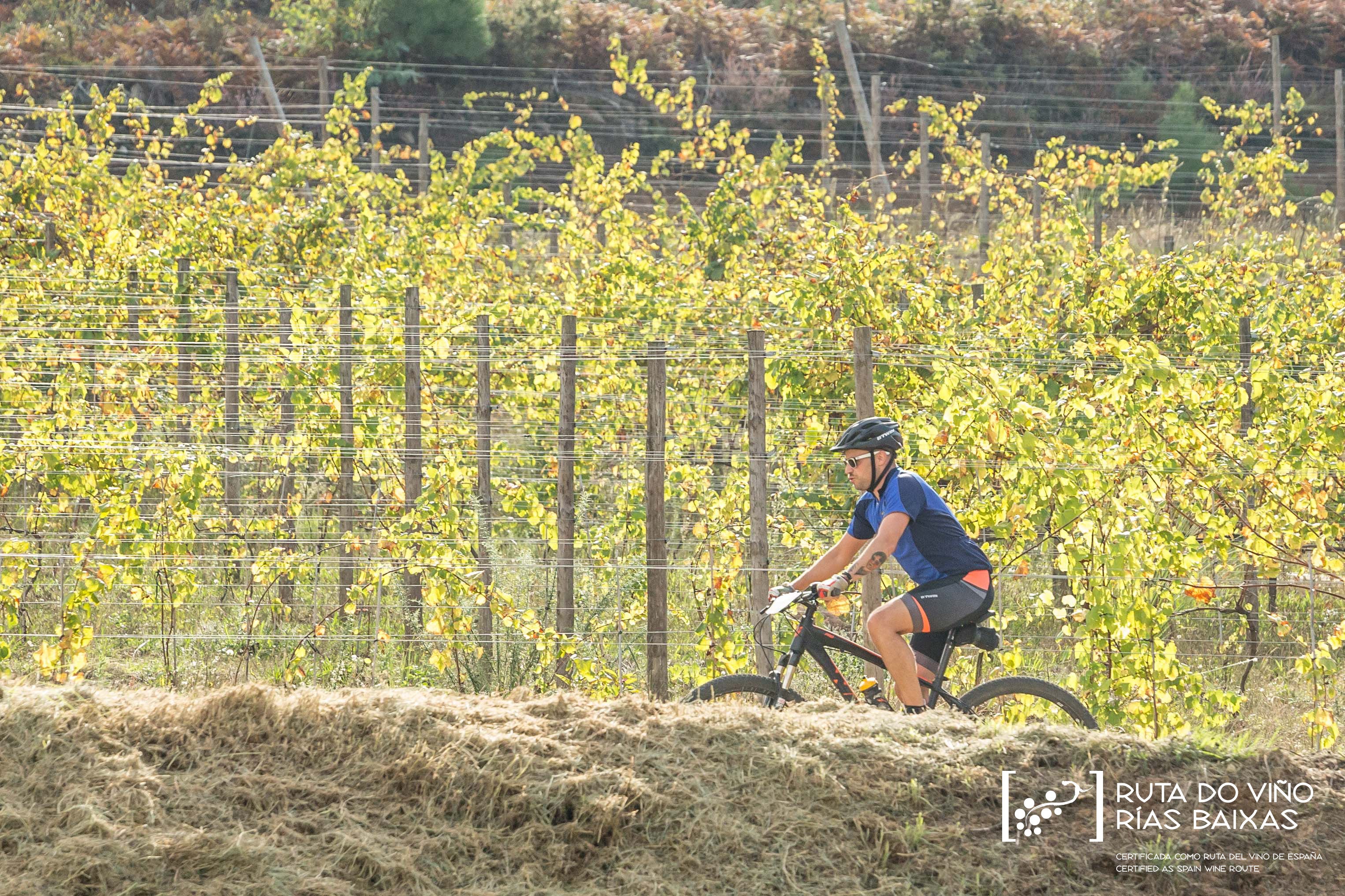 Los viticultores actualizan sus datos ante el CRDO Rías Baixas Los viticultores actualizan sus datos ante el CRDO Rías Baixas
