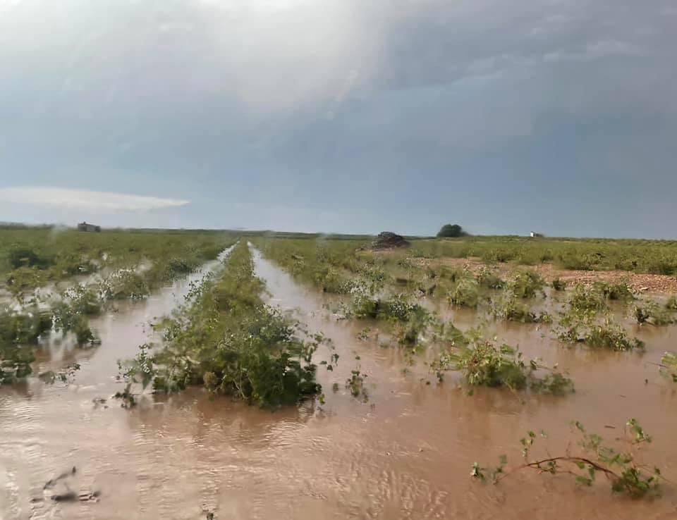 Más de 4000 hectáreas de cultivos se han perdido en Campo de Criptana Más de 4000 hectáreas de cultivos se han perdido en Campo de Criptana