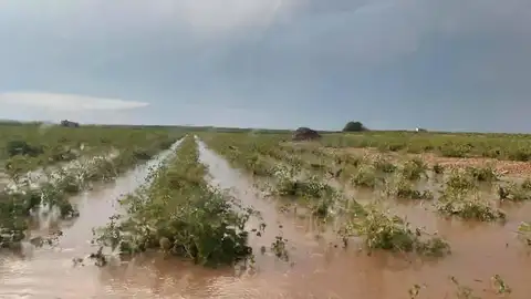 Viñas anegadas de agua en Campo de Criptana Viñas anegadas de agua en Campo de Criptana