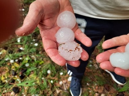 Calig valora en 2,3 millones de euros los daños del granizo del 2 de septiembre Calig valora en 2,3 millones de euros los daños del granizo del 2 de septiembre